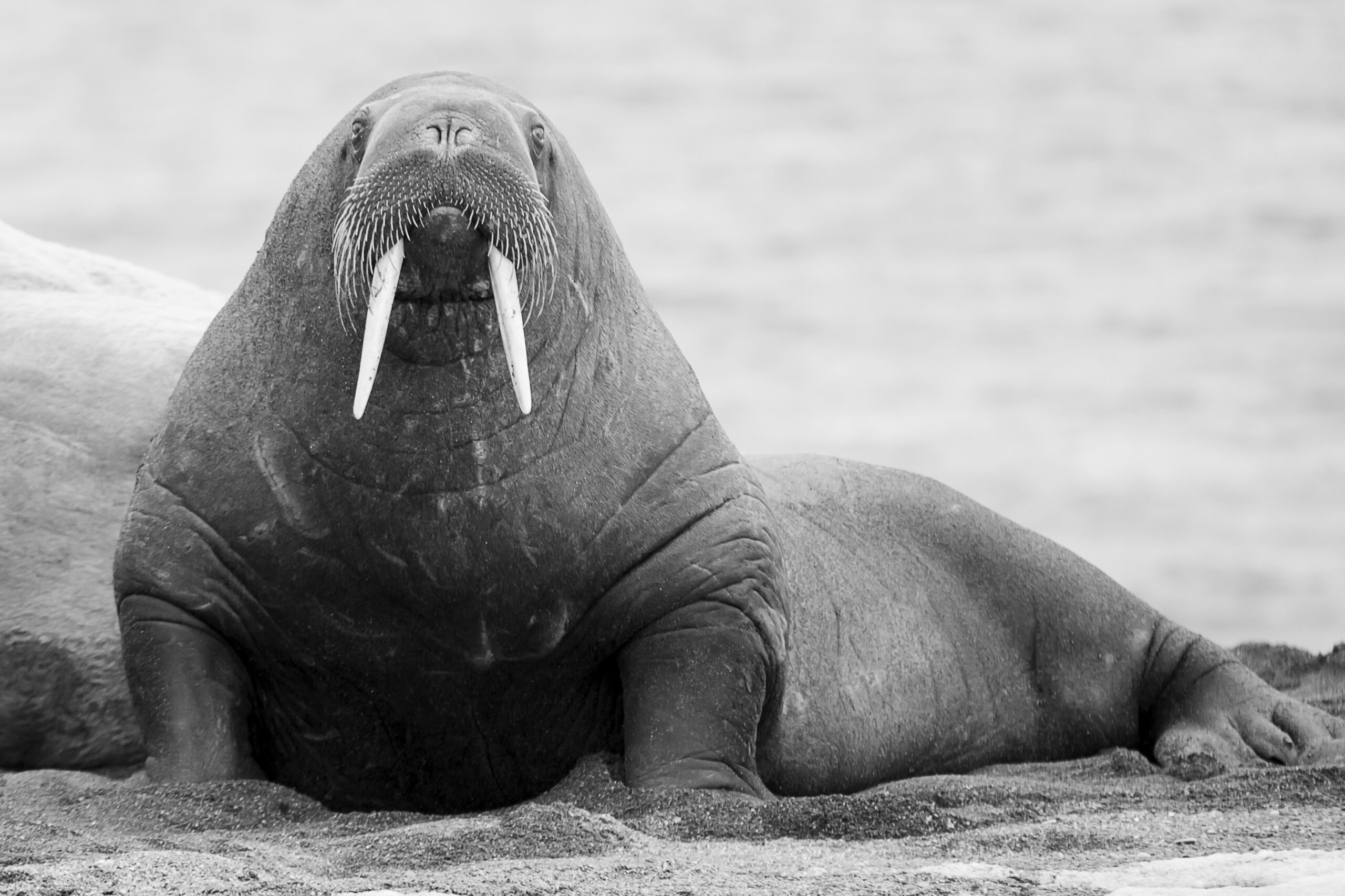 Vakantie spitsbergen